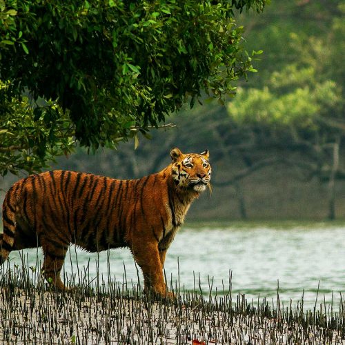 royal-bengal-tiger-tour
