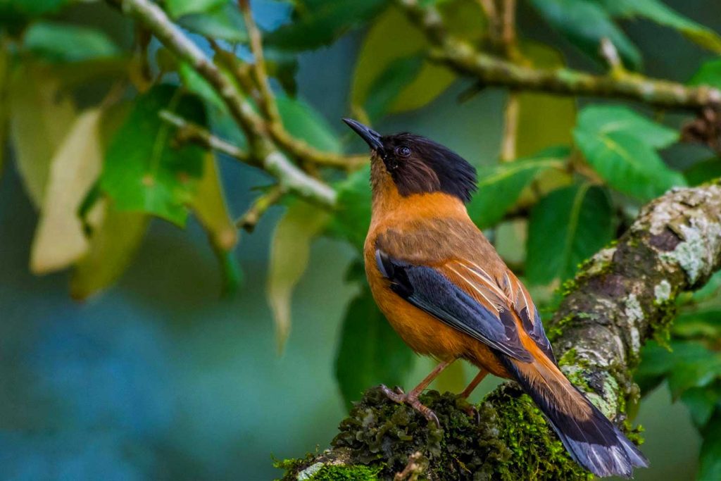 Bird Watching - Ocean6 Holidays