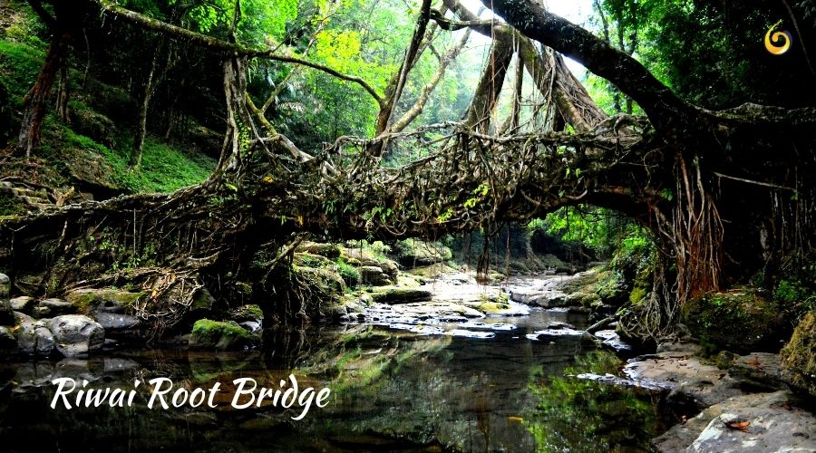 Riwai Single Root Bridge