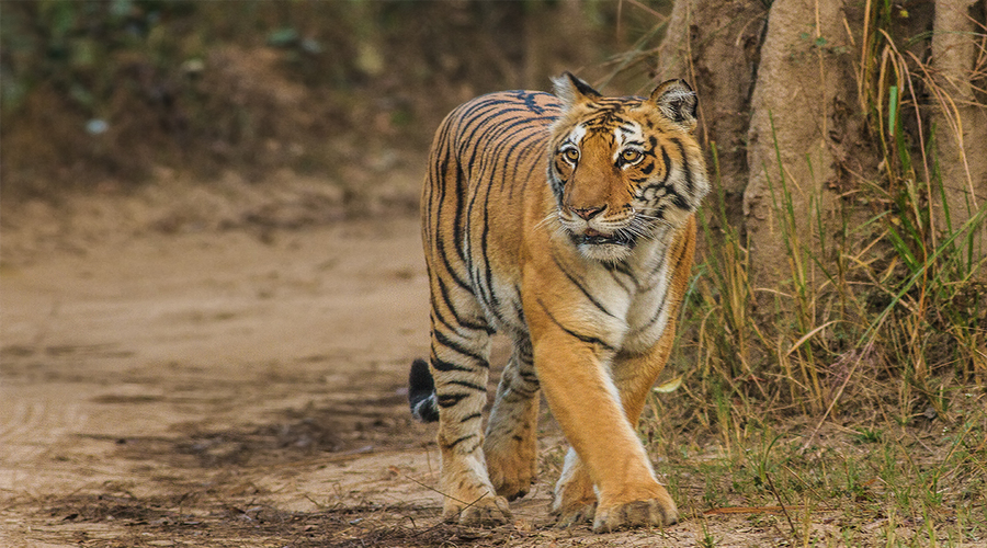 Jim corbett national park | Royal bengal tiger