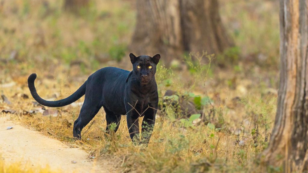 Black Panther Tour | Tiger Tourism with Ocean6 Holidays