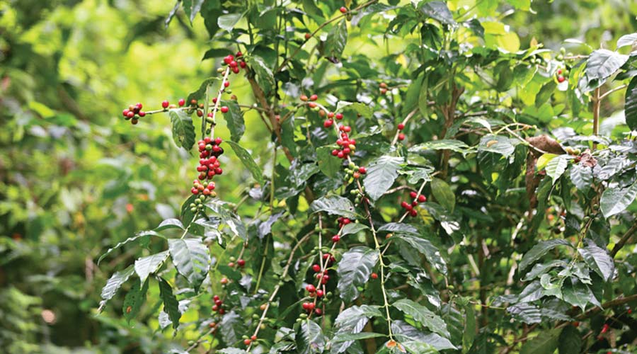 Coffee & Pepper Plantations of Daringbadi