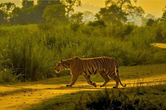 2N/3D Kaziranga Tiger Safari