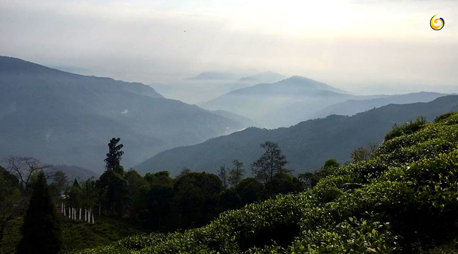 tea gardens of Darjeeling