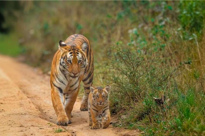 Tiger Tourism