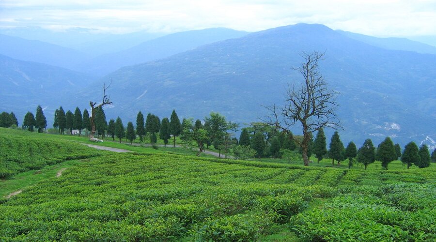 Temi tea garden| Offbeat destinations in Sikkim