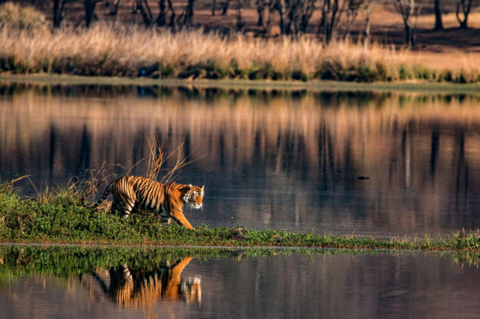 2N/3D Kanha Tiger Safari
