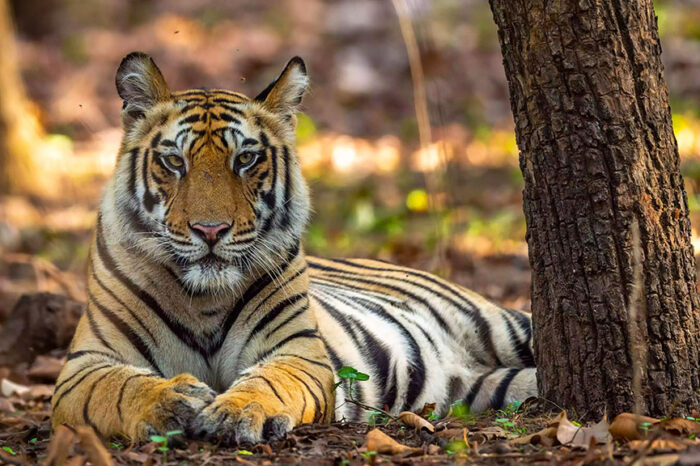 2N/3D Bandhavgarh Tiger Safari