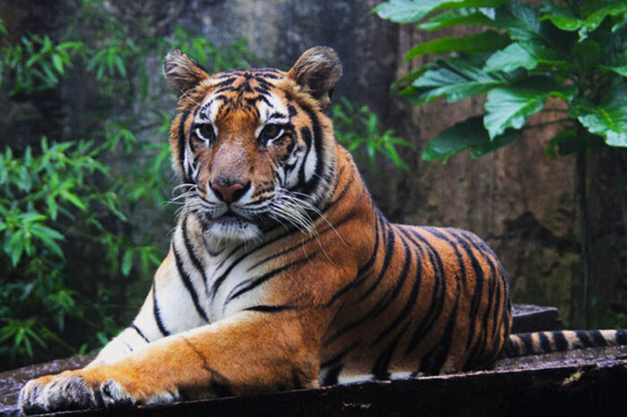 2N/3D Kanha Tiger Safari