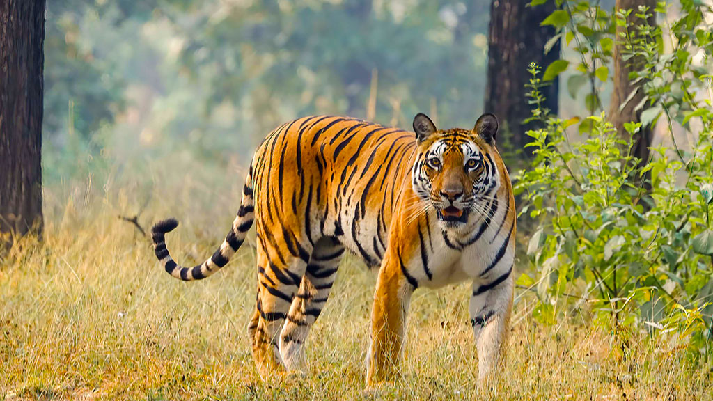 2N/3D Tadoba Wildlife Safari - Ocean6 Holidays