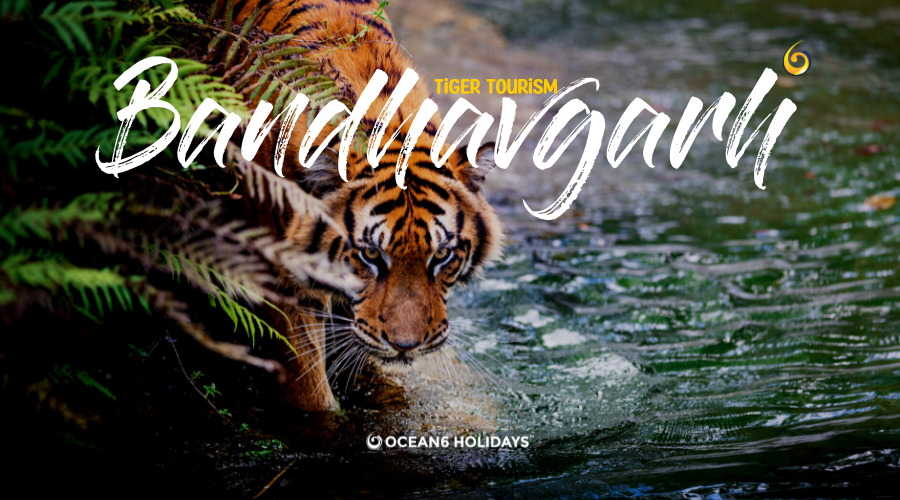 Bandhavgarh Tour Packages- The Great Indian Tiger National Park