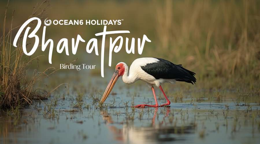 Bharatpur Birding Tour: Exploring the Birdwatcher’s Paradise