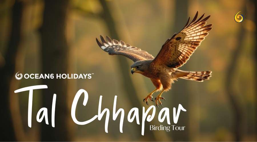 Tal Chhapar Birding Tour: The Hidden Wildlife Paradise of Rajasthan