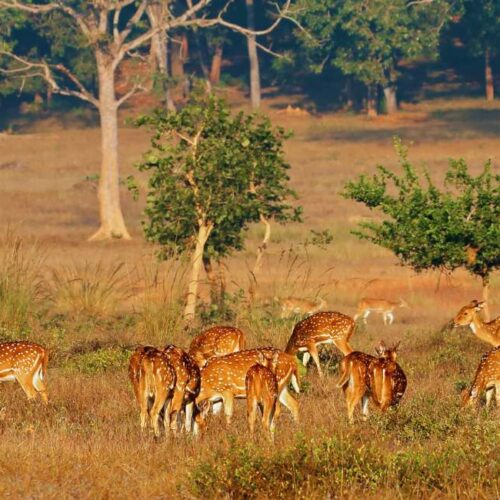 5n-6d-pachmarhi-kanha-tour