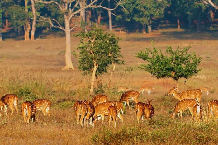 5N/6D Pachmarhi & Kanha Tour