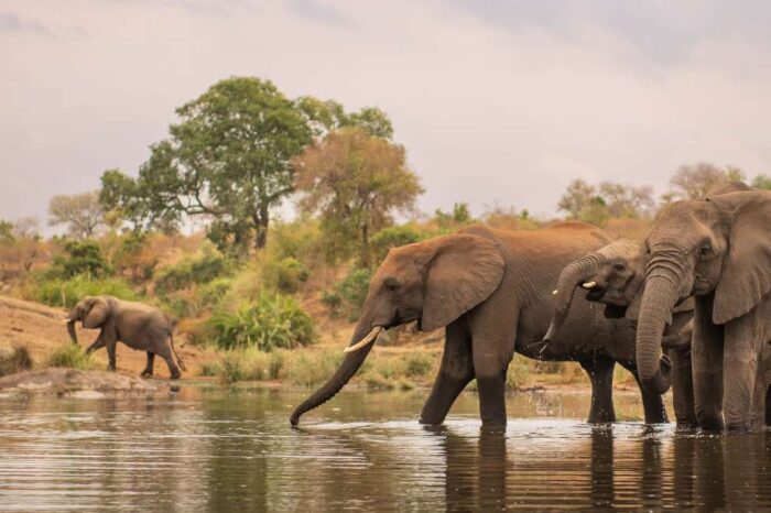 11N/12D South Africa with Kruger Tour