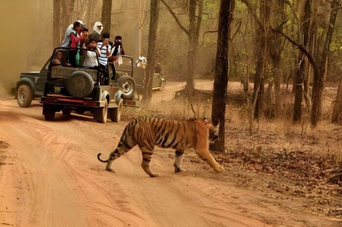 Tiger Tourism