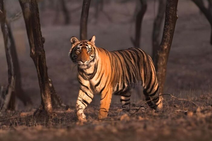 Bandhavgarh Kanha & Pench Tour
