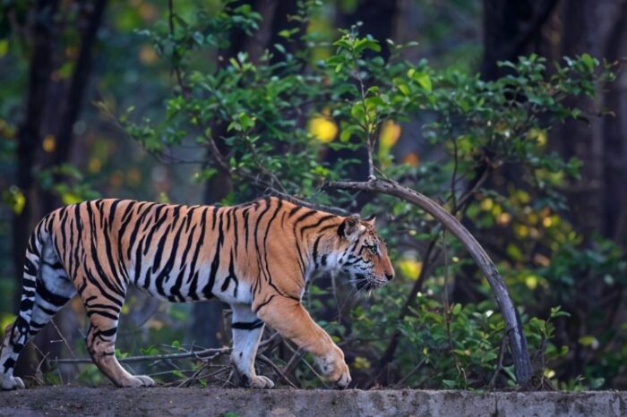 Pench & Tadoba Tour