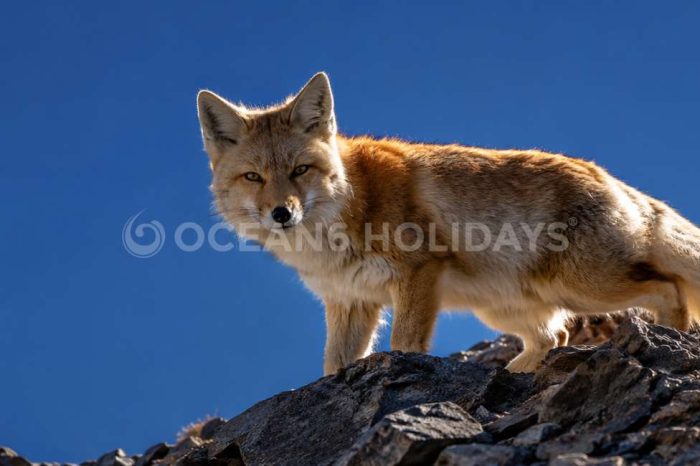7N/8D Leh Ladakh Tour Package