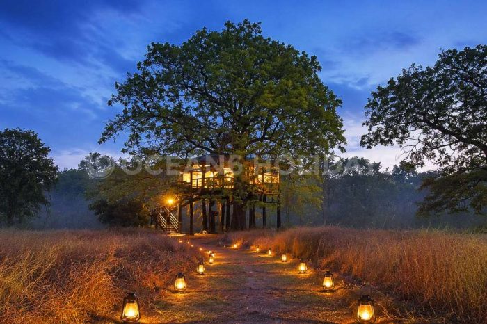 Jungle Lodges & Resorts