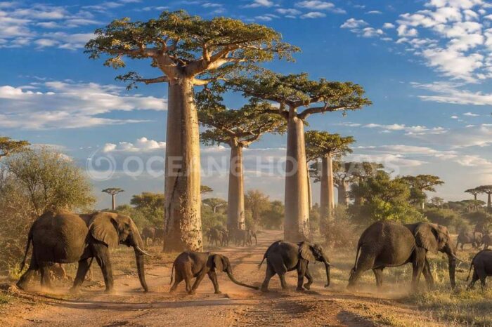 4N/5D Tanzania Tour Package