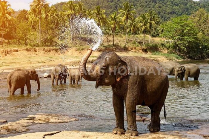 7N/8D Sri Lanka Tour Package