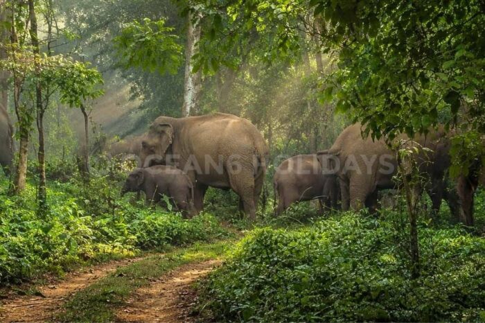 2N/3D Dalma Wildlife Tour