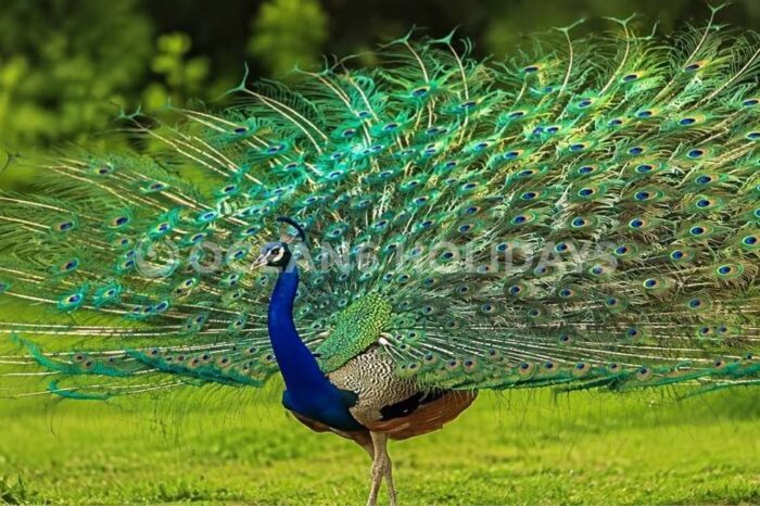2N/3D Morachi Chincholi Tour