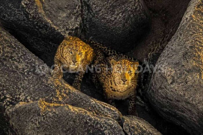 2N/3D Jawai Leopard Tour