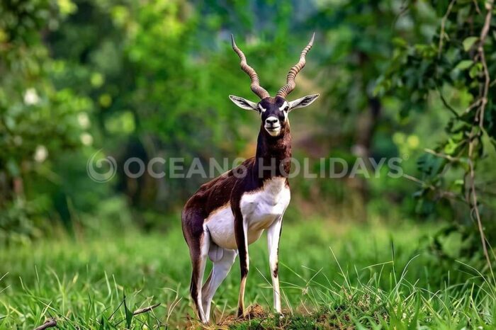Odisha Offbeat