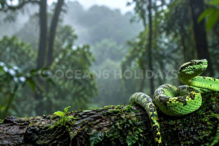 3N/4D Agumbe Tour