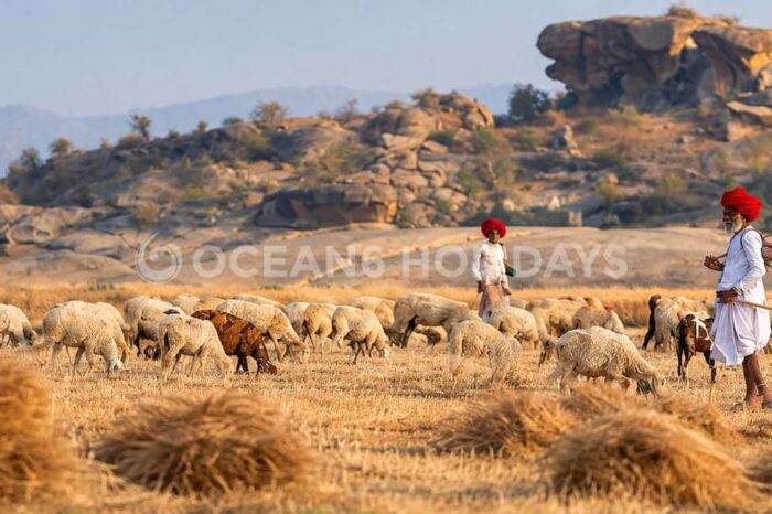 4N/5D Kumbhalgarh & Jawai Tour