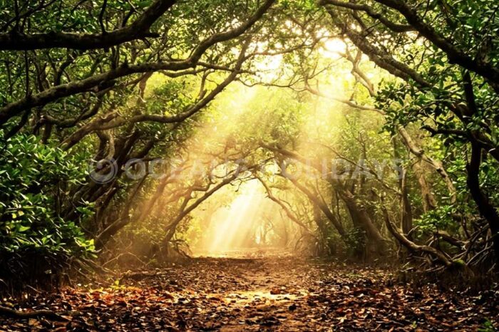 2N/3D Bhitarkanika Wildlife Photography Tour