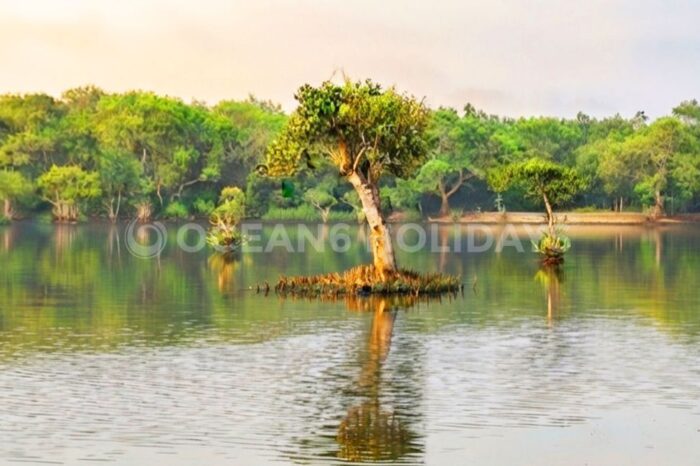 3N/4D Bhitarkanika Mangrove Forest Tour